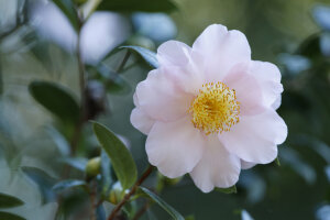 Camellia Little Lianne